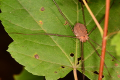 Leiobunum flavum