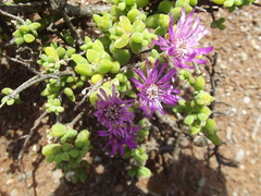 Drosanthemum macrocalyx