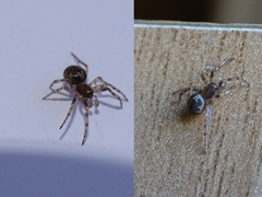 Enoplognatha mandibularis