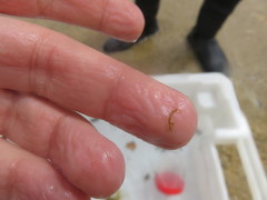 Caprella acanthifera