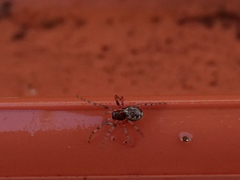 Enoplognatha mandibularis