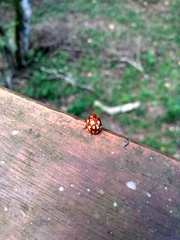 Stilodes flavosignata