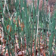 Equisetum hyemale