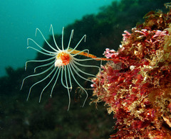 Tubulariidae