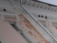 Columba livia domestica