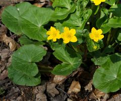Caltha palustris