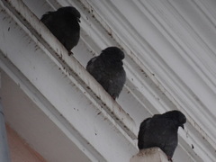 Columba livia domestica