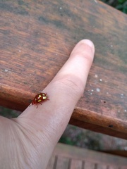 Stilodes flavosignata