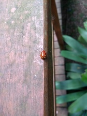 Stilodes flavosignata