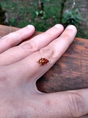 Stilodes flavosignata