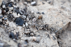 Hersiliola macullulata