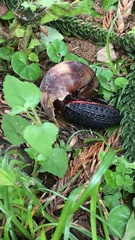 Carabus nankotaizanus