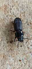 Passalus