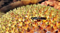 Merosargus