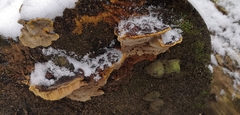Phellopilus nigrolimitatus