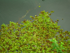 Salvinia auriculata