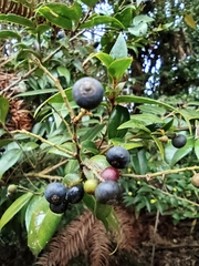 Vaccinium bracteatum
