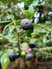 Vaccinium bracteatum