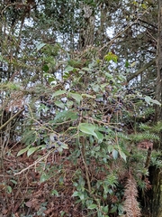 Vaccinium bracteatum
