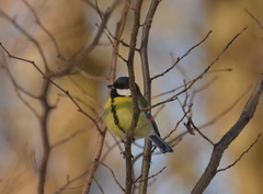 Parus major