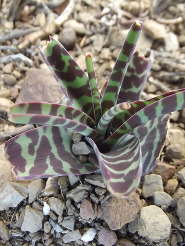 Image of Ledebouria ensifolia by no rights reserved