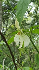 Dalechampia