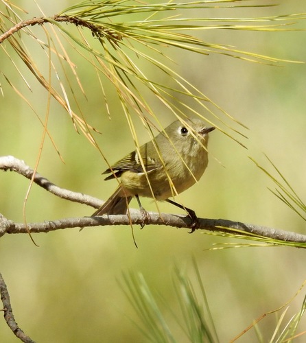 Ruby-crowned Kinglet photographed in Arizona