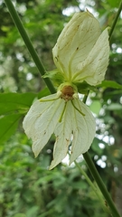 Dalechampia