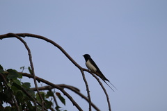 Hirundo rustica