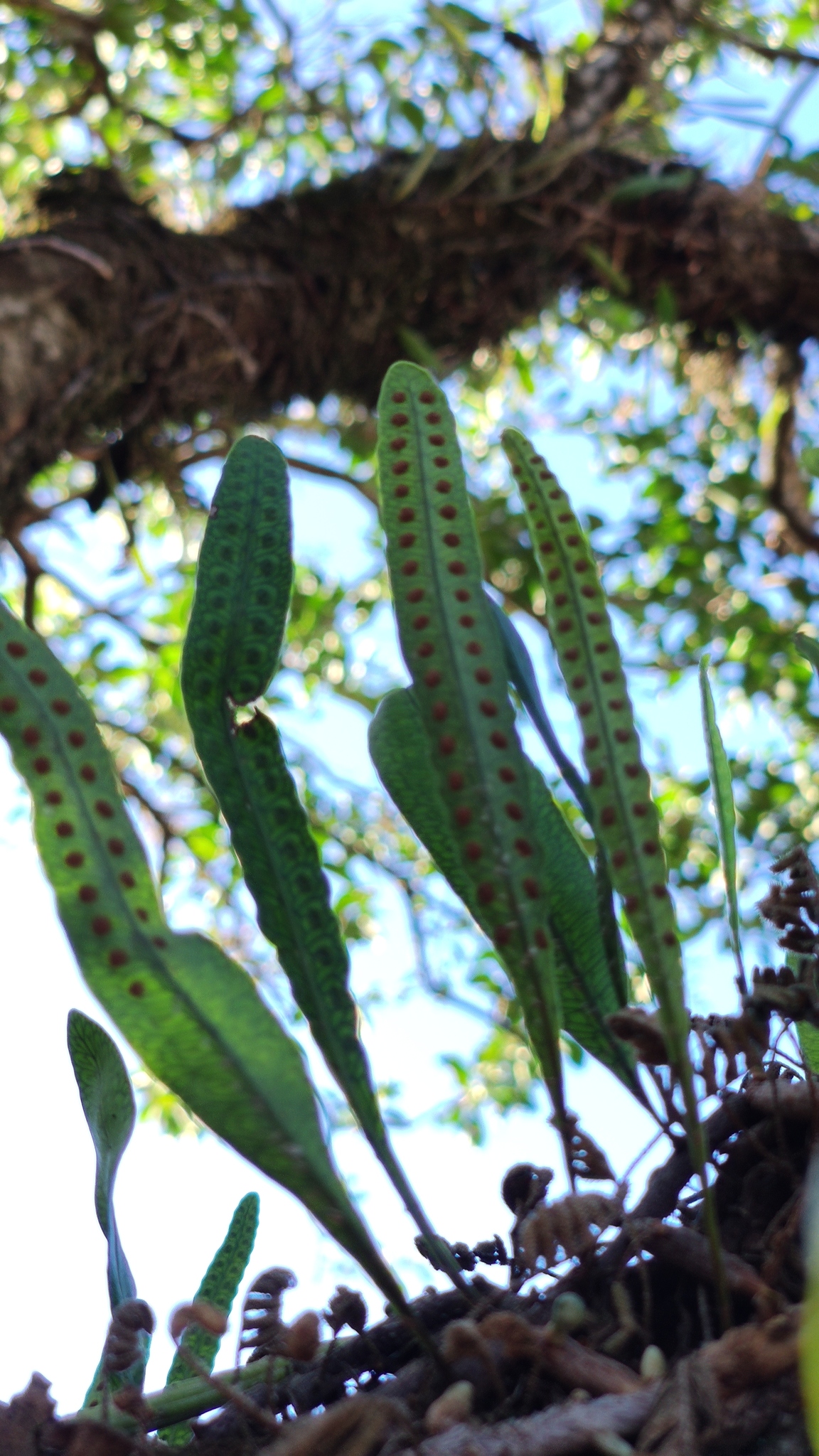 Microgramma squamulosa