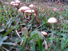 Agaricales