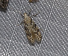 Coleotechnites piceaella