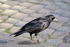 Corvus frugilegus