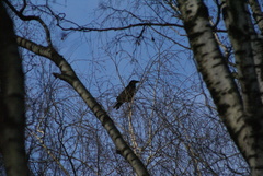 Corvus corax