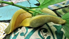 Vaginulus taunaisii