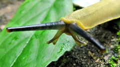 Vaginulus taunaisii