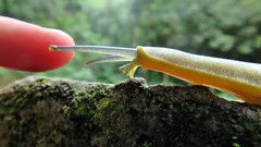 Vaginulus taunaisii