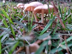 Agaricales