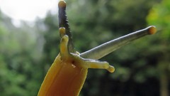 Vaginulus taunaisii