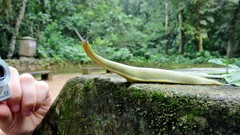 Vaginulus taunaisii