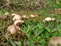 Agaricales