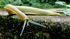 Vaginulus taunaisii