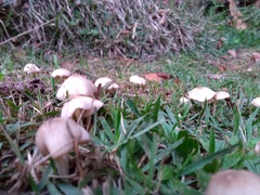 Agaricales