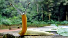 Vaginulus taunaisii