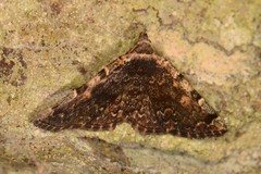 Idia majoralis