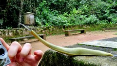 Vaginulus taunaisii