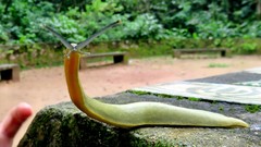 Vaginulus taunaisii
