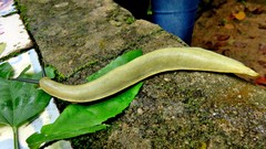 Vaginulus taunaisii