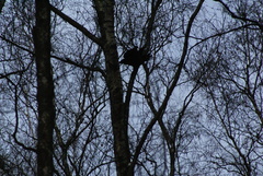 Corvus corax