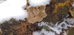 Phellopilus nigrolimitatus
